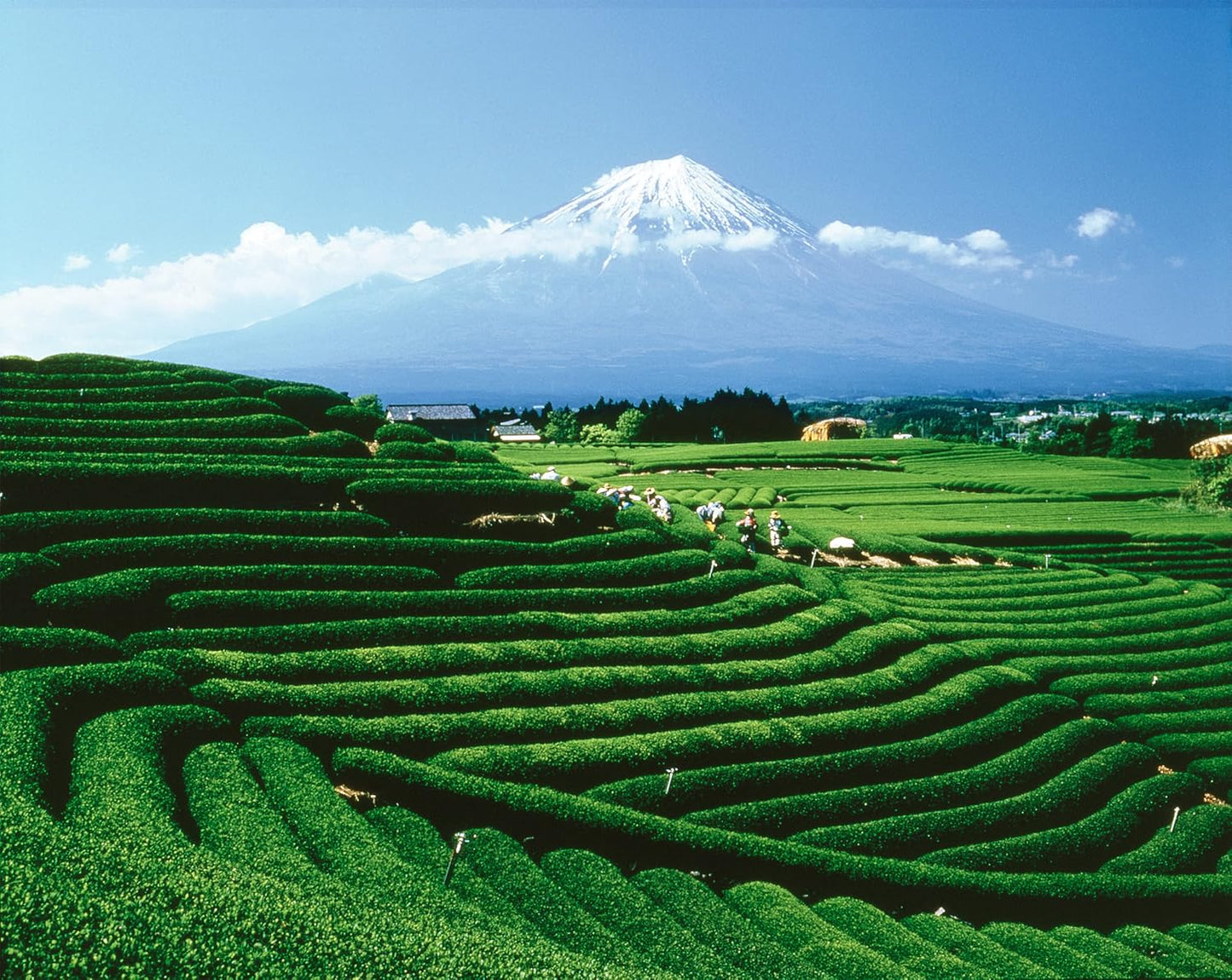 Palais des Thés - N°25 Vegan Black Tea - Holiday Blend with Vanilla, Almonds, and Cinnamon - 3.5oz Loose Leaf Metal Gift Tin, Serves 20-25 Cups