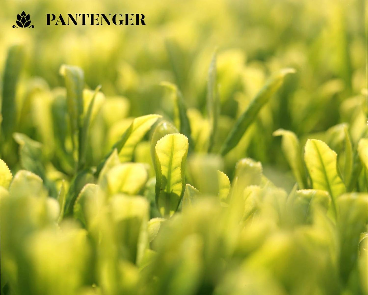 Pantenger Matcha Green Tea Powder and Reishi Mushroom. 2.12 OZ (60 grams). USDA ORGANIC. Japanese Reishi Mushroom with Japanese Matcha Tea.