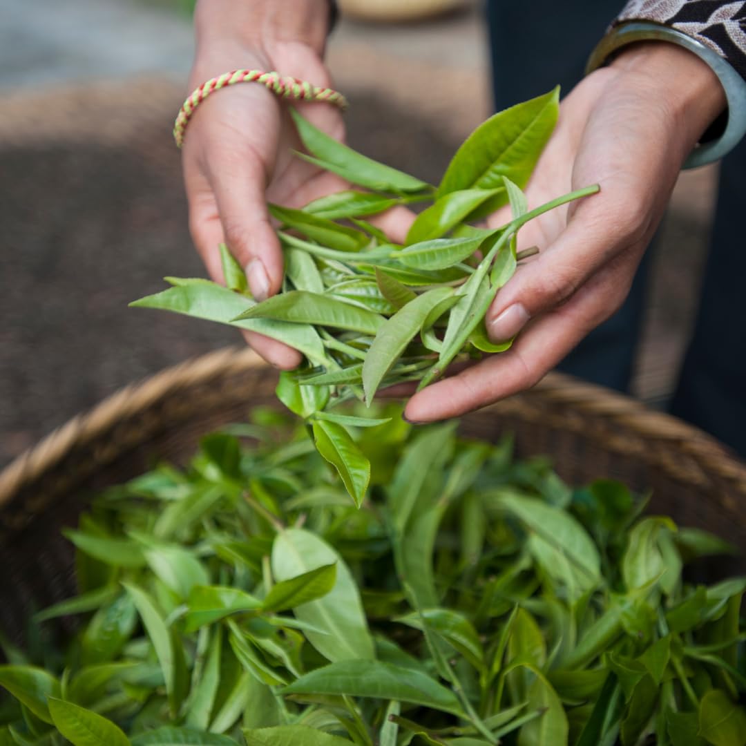 Palais des Thés - Sunrise Wake Up - Green Tea, Mate & Grapefruit - 3.5oz Loose Leaf Metal Gift Tin, Serves 20-25 Cups