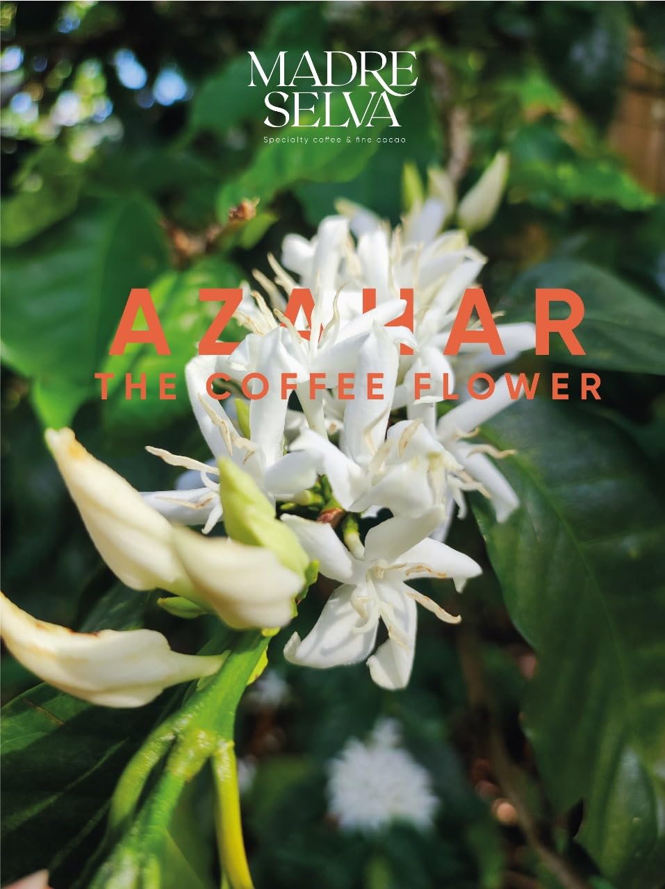 Colombian Specialty Pink Bourbon Coffee Whole Bean Medium Roast Arabica Gourmet Fresh Roasted Single Origin Premium Low Acid Exotic Notes Rich Aroma Smooth Flavor High Altitude Gift Ready 8.8oz 250g