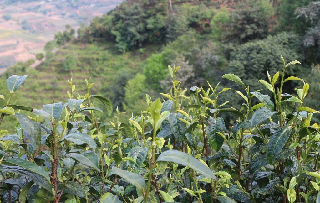 Coconut Puerh Tea, Natural flavours of Coconut and Highly Nutritious puerh tea loose tea -1 LB Bag