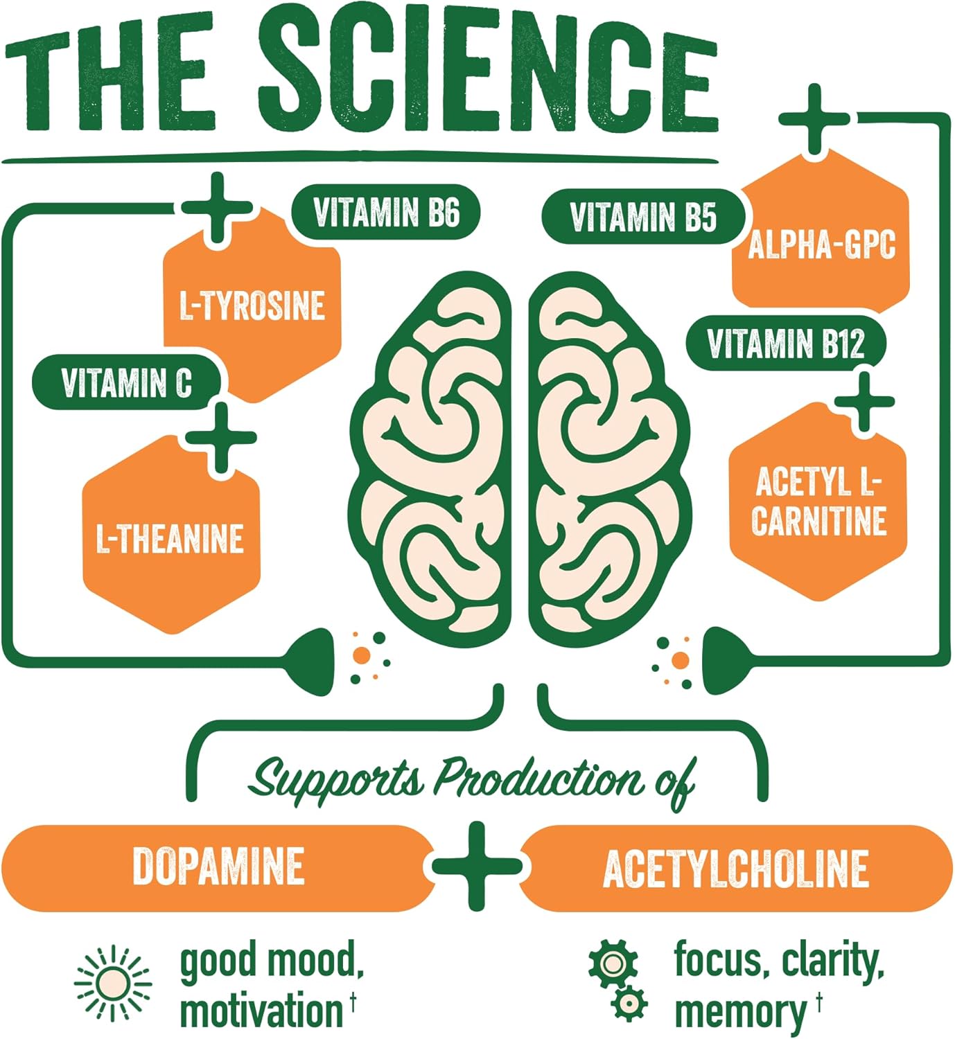 BrainJuice Active Focus & Energy Drink Shots, Supports Endurance, Recovery & Clarity, Non-GMO, Gluten Free, Nootropics, Alpha GPC, B Vitamins & Organic Green Tea, Pomegranate Acai, 2.5 fl oz, 12 Pack