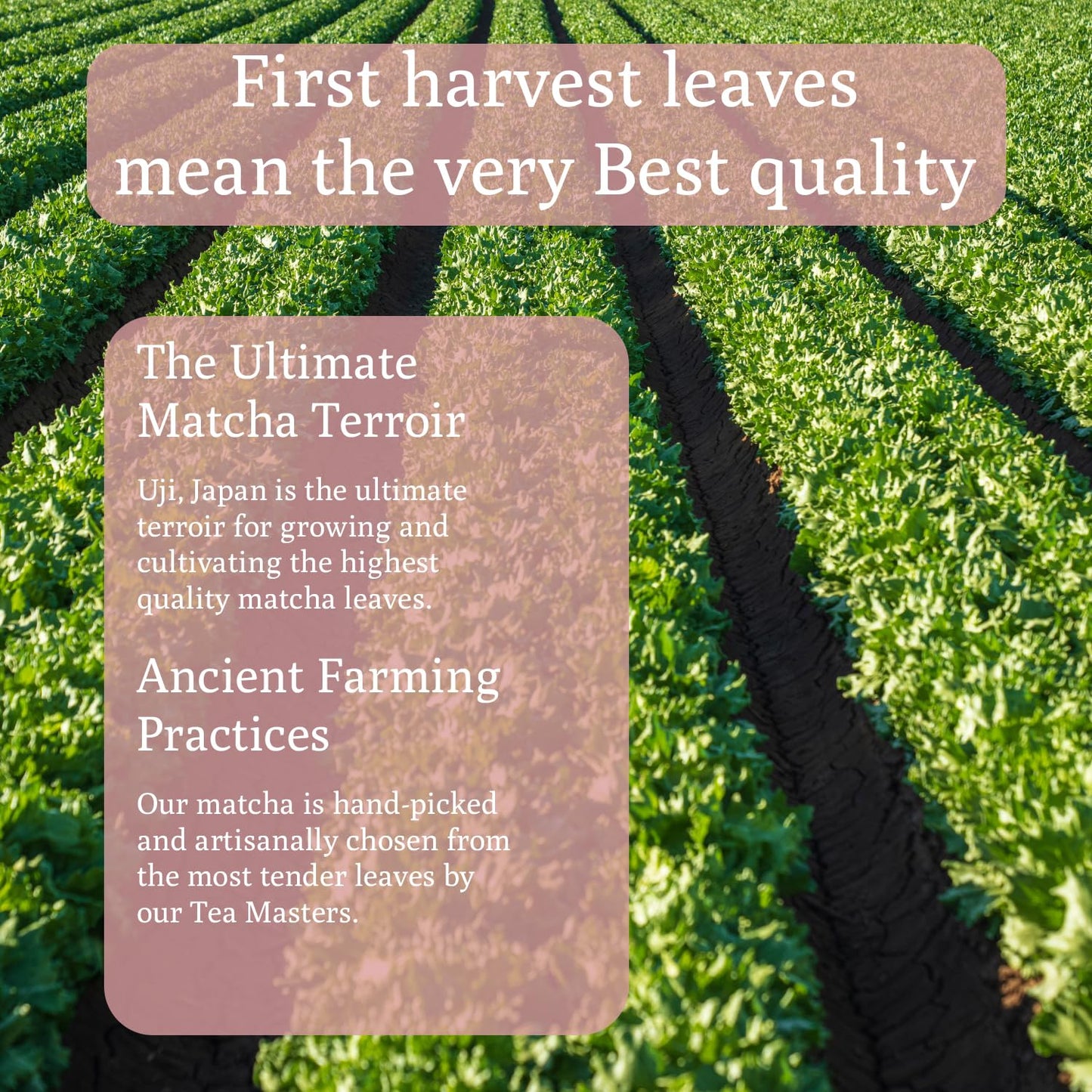 Ancient Roots Strawberry Matcha Powder 3.5 oz Japanese Green Tea with Real Strawberry Freeze Dried Fruit Powder No Added Sugar, Filled with Antioxidant Rich Superfood for Lattes, Smoothies & Baking - 25 Servings