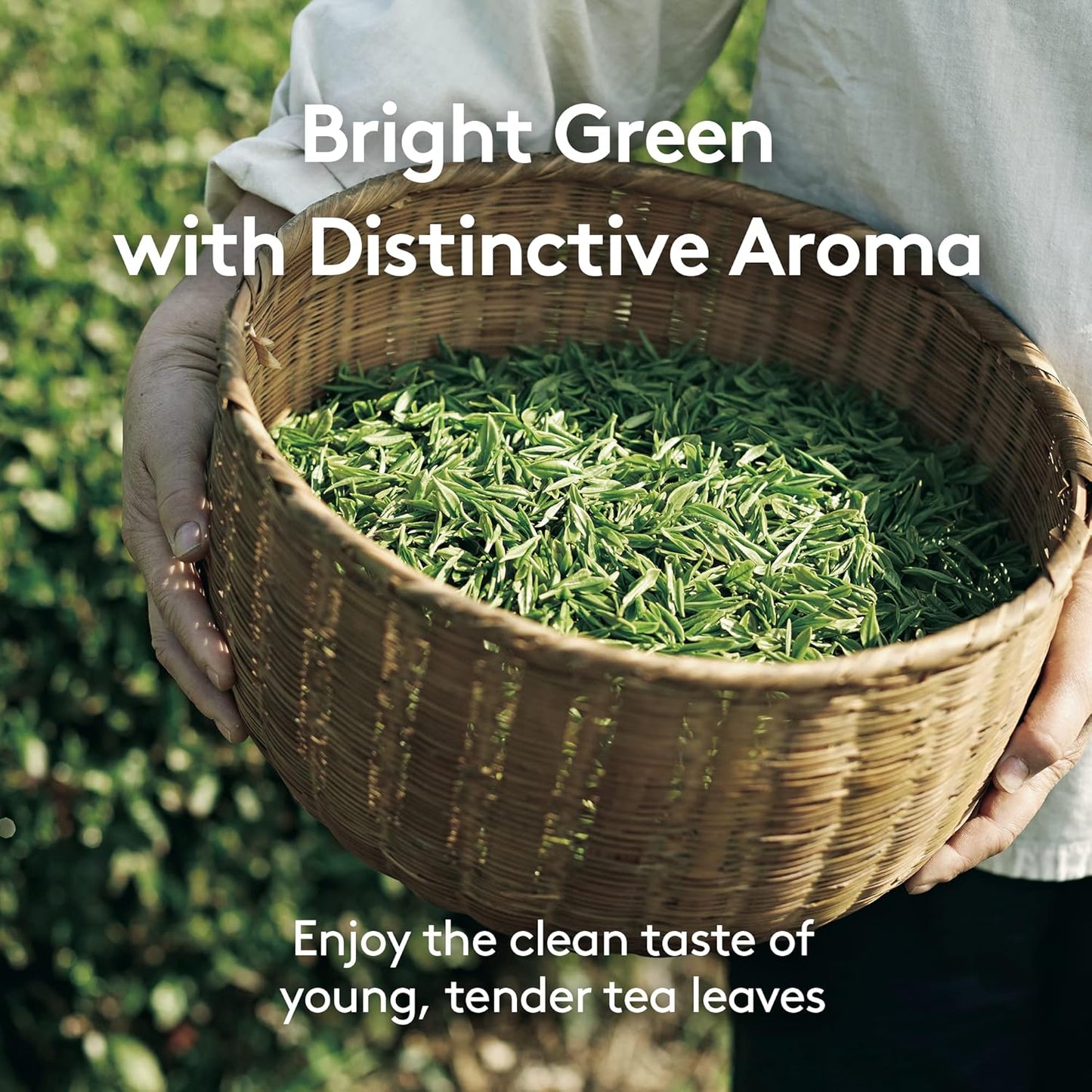 OSULLOC Cold Green Tea, Stick-Type in Pouch Package, Premium Organic Pure Tea from Jeju, 20 count, 1.41 oz, 40g