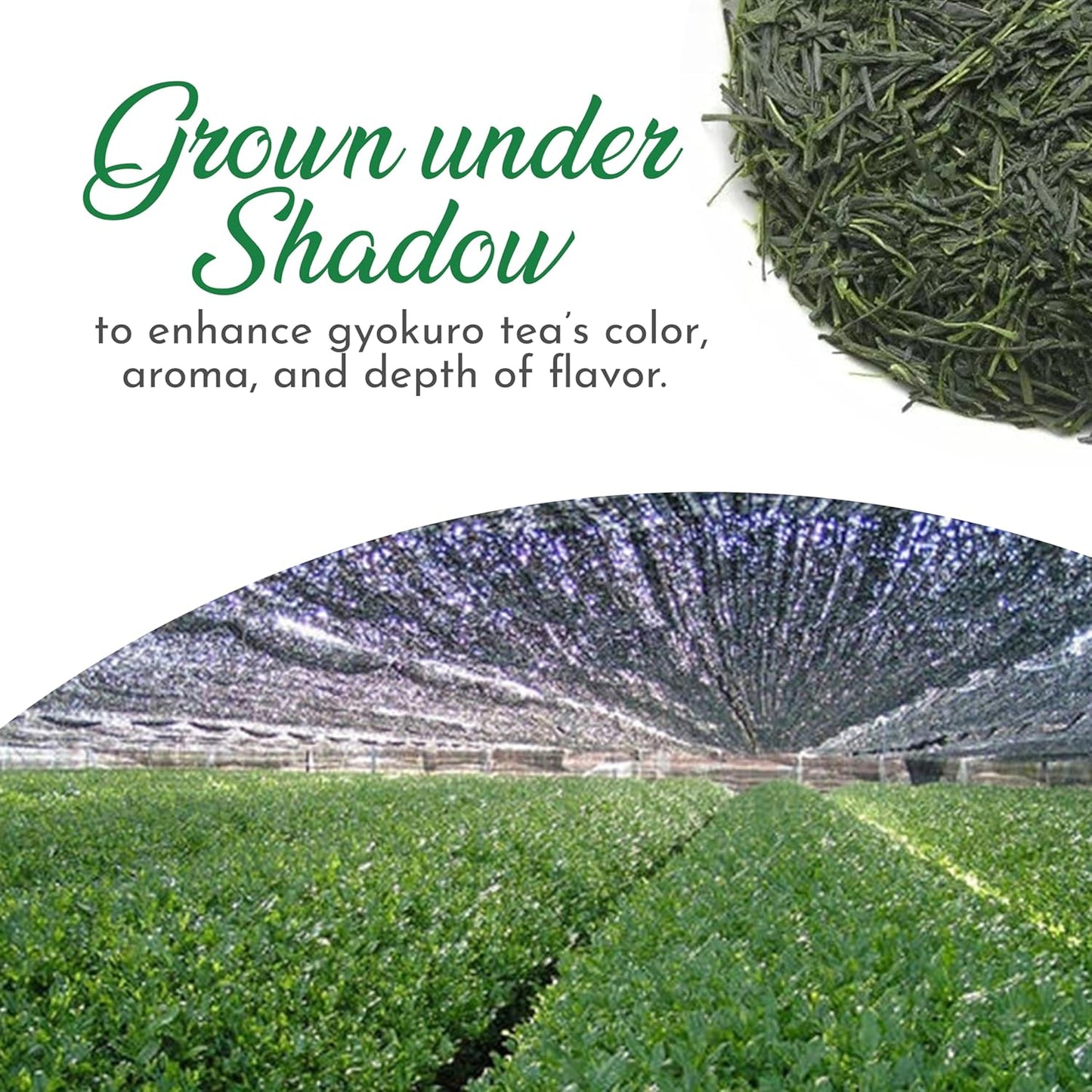 Greenhilltea Premium Gyokuro Japanese Green Tea finest green tea loose leave tea - 4 OZ Tea Bag.